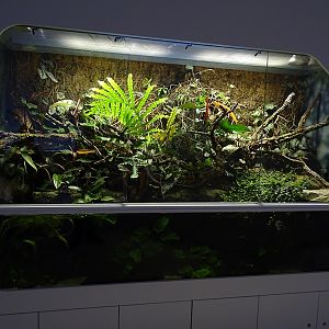 Mixed species southeast Asian paludarium