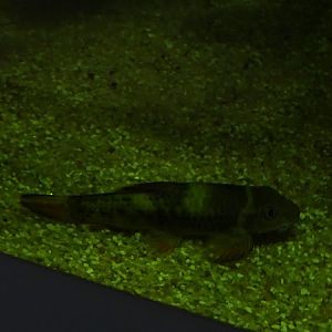 Panda garra (Garra flavatra)