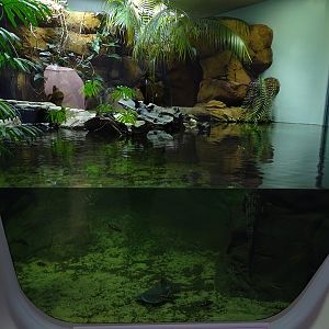 Enclosure for freshwater crocodile and others