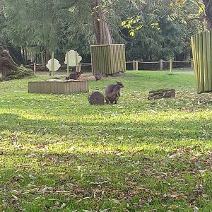 Swamp Wallaby