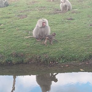Hamadrayas Baboon
