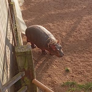 BABY HIPPOPOTAMUS!