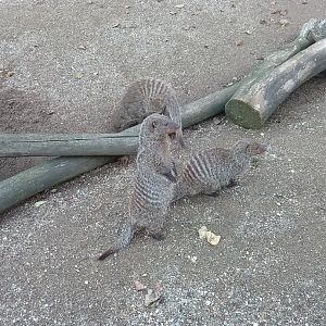 Banded Mongoose