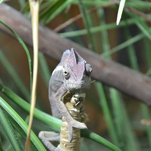 Oustalet's chameleon