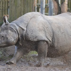 Indian rhino zoomies