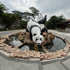 Giant Panda Complex