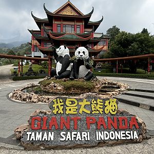 Stunning! - Giant Panda Complex