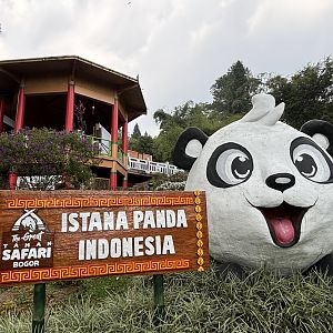 Giant Panda Complex