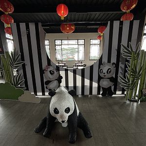 Photo Opportunity - Giant Panda Complex