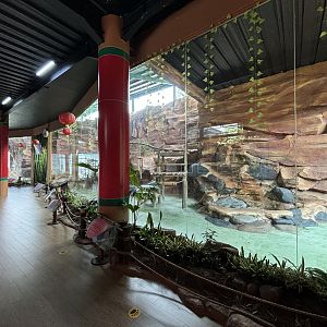 Giant Panda Exhibit - Giant Panda Complex