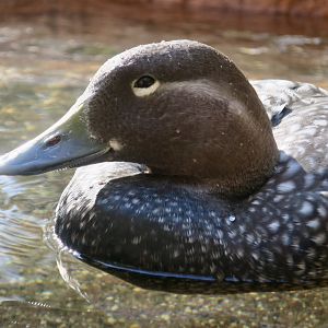 Flying Steamer Duck (Tachyeres patachonicus)