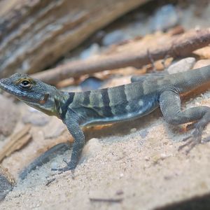 Baja Blue Rock Lizard (Petrosaurus thalassinus) young