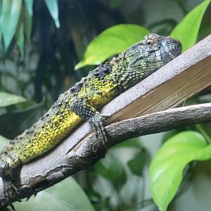 Chinese Crocodile Lizard (Shinisaurus crocodilurus) female