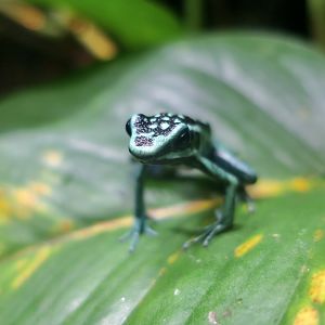 Pleasing Poison Frog (Ameerega bassleri)
