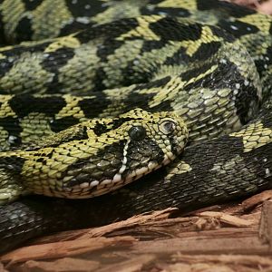 Ethiopian Mountain Viper (Bitis parviocula)