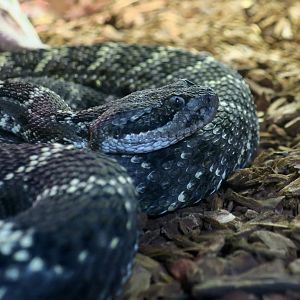 Arizona Black Rattlesnake (Crotalus cerberus)