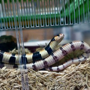 Cape Coral Snake (Aspidelaps lubricus)