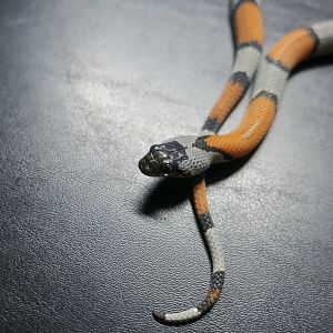 Blair's Kingsnake (Lampropeltis alterna)