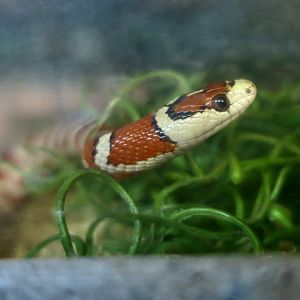 California Mountain Kingsnake (Lampropeltis zonata) young