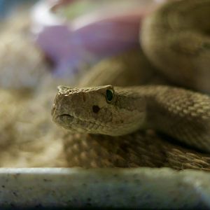 Midget Faded Rattlesnake (Crotalus concolor)