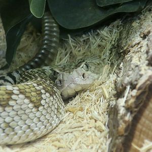Mohave Rattlesnake (Crotalus scutulatus scutulatus)