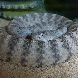 Tiger Rattlesnake (Crotalus tigris)