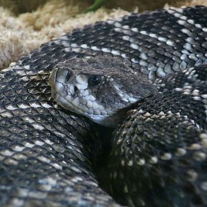 Eastern Diamondback Rattlesnake (Crotalus adamanteus)