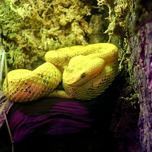Eyelash Viper (Bothriechis schlegelii)