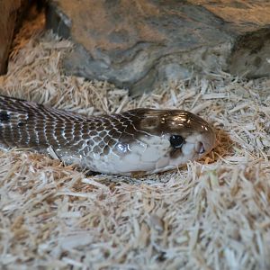 Indian Cobra (Naja naja)