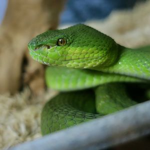 Indonesian Pit Viper (Trimeresurus insularis)