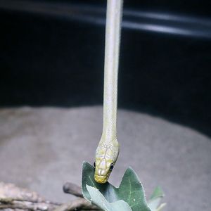 Northern Green Rat Snake (Senticolis triaspis intermedia)