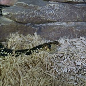 Cape Gopher Snake (Pituophis vertebralis)