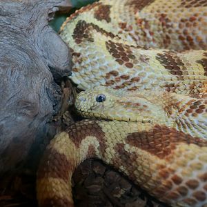 Puff Adder (Bitis arietans)