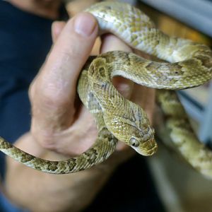 Sonoran Lyre Snake (Trimorphodon lambda)