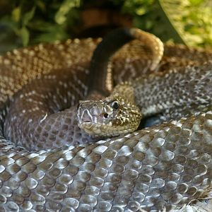 Uracoan Rattlesnake (Crotalus vegrandis)