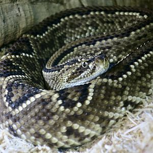 Venezuelan Rattlesnake (Crotalus durissus cumanensis)