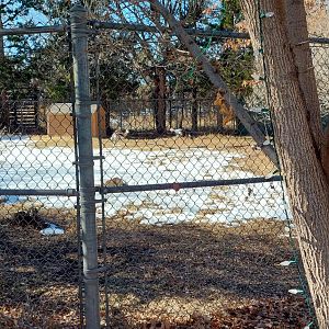 Speke's Gazelle & Grey Crowned Crane