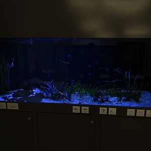 Tank for sea horses and others (Africa room)