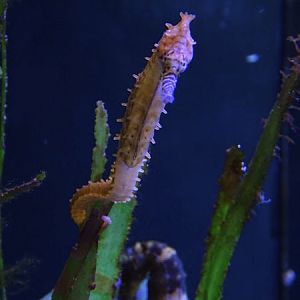 Barbour's seahorse (Hippocampus barbouri)