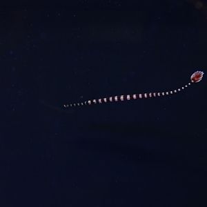 Banded pipefish (Dunckerocampus dactyliophorus)