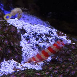 Gorgeous prawn-goby (Amblyeleotris wheeleri)