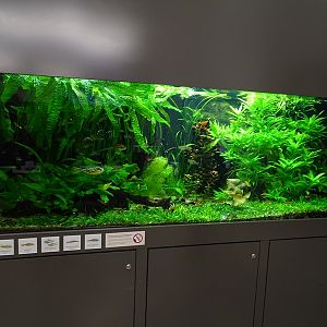 Tank for giant pufferfish and others