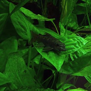 Stone roller (Tariqilabeo latius)