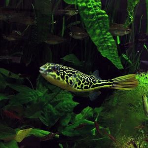 Giant freshwater puffer fish (Tetraodon mbu)
