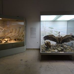 Spiny-tailed lizard terrarium and African display