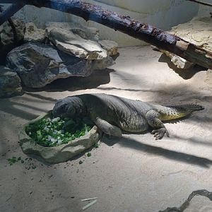 Egyptian spiny-tailed lizard (Uromastyx aegyptia)