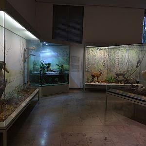 African lungfish tank and African displays