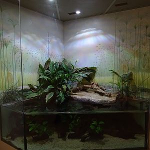 African lungfish tank