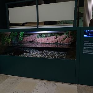 Chinese giant salmander tank