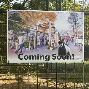 October 2024: Coming soon, new colobus monkey exhibit